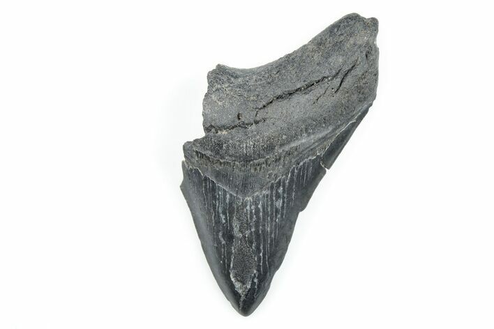 4.30" Partial, Fossil Megalodon Tooth - South Carolina